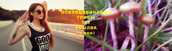 гашик Алексин